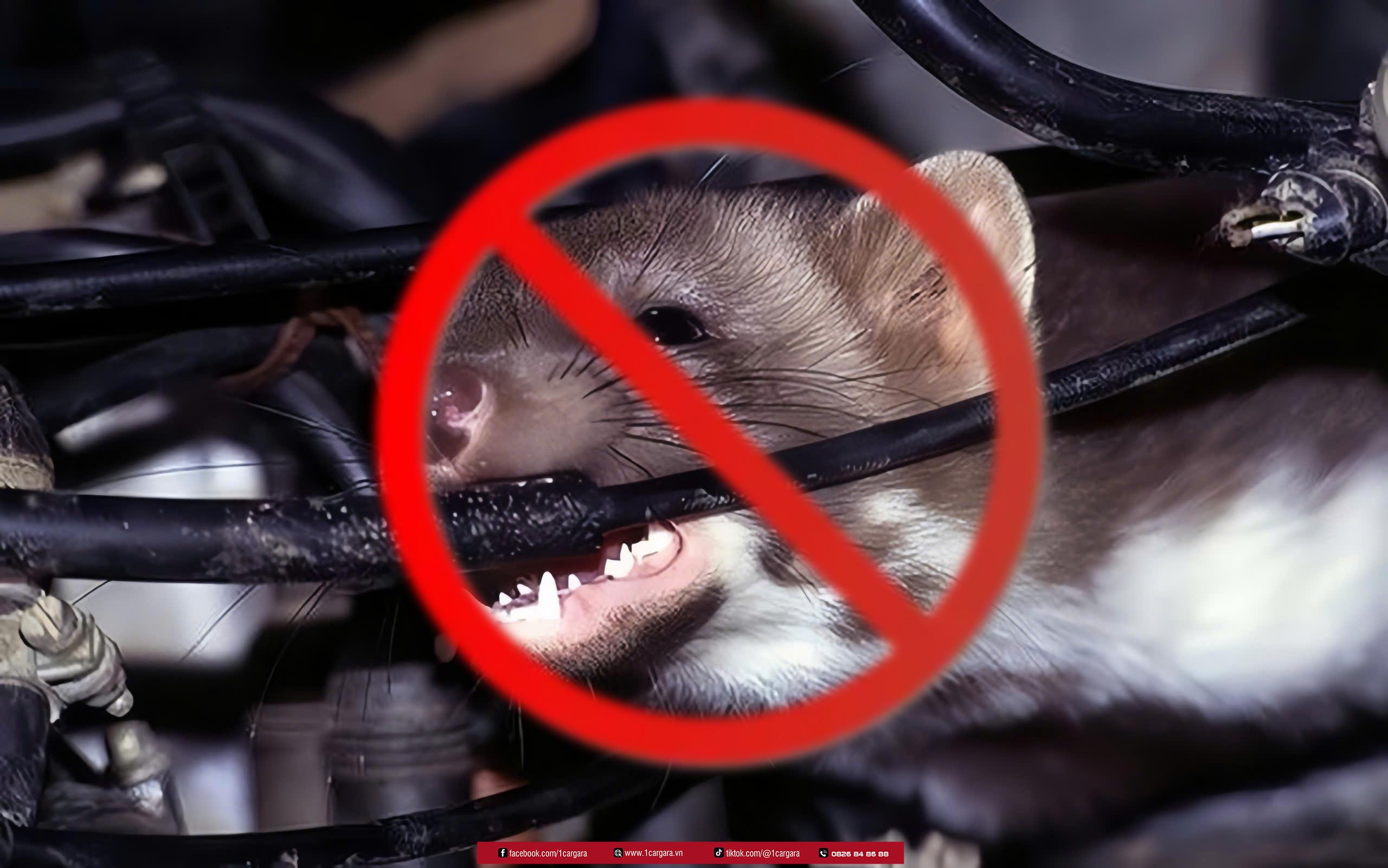 Han che mui hoi và tinh trang chuot, con trung lam o