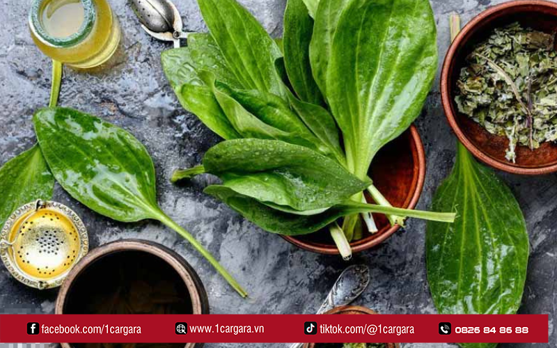 Nước mã đề thanh nhiệt, lợi tiểu, hỗ trợ gan phổi