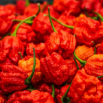 Pepper X là ớt cay nhất, lập kỷ lục Guinness vượt Carolina Reaper