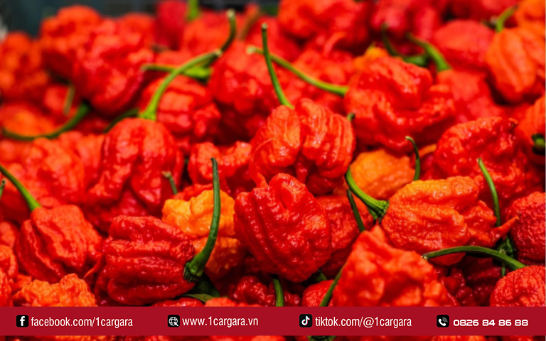 Pepper X là ớt cay nhất, lập kỷ lục Guinness vượt Carolina Reaper