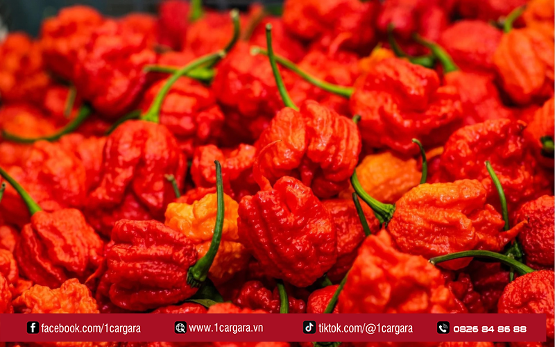 Pepper X là ớt cay nhất, lập kỷ lục Guinness vượt Carolina Reaper